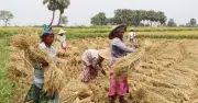 সোনালি ফসলের আড়ালে লাভের অংক শূন্য, খড়ই কৃষকের শেষ ভরসা