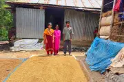 হাকালুকি হাওরে ধান ডুবে যাওয়ায় বর্গাচাষির স্ট্রোক, পরিবার দুশ্চিন্তায়