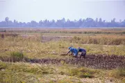 নারী কৃষকের মজুরিবৈষম্য: এক অবহেলিত বাস্তবতা