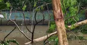 আক্কেলপুরে কালবৈশাখীর তাণ্ডবে বিদ্যুৎ বিপর্যয়, ৭৫ গ্রাম অন্ধকারে