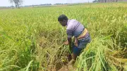 বিএডিসির বীজে প্রতারণা: এক জমিতে তিন রকম ধান, চাষিদের সর্বনাশ