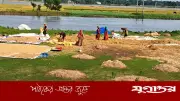 নেত্রকোনায় ঝলমলে রোদে স্বস্তি, পচা ধান শুকাতে ব্যস্ত কৃষক