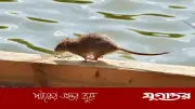 হান্টাভাইরাস: ক্রুজ জাহাজে প্রাদুর্ভাব, কতটা উদ্বিগ্ন হওয়া উচিত?