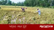 জোঁকের আক্রমণে ধান কাটতে পারছেন না মীরসরাইয়ের কৃষকরা