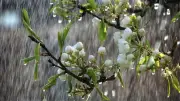 টানা ৫ দিন সারাদেশে ঝোড়োবৃষ্টির আভাস, শুভেন্দু অধিকারীর শপথ