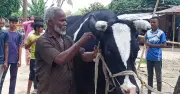 দিনাজপুরের মহারাজা: ২০ লাখ টাকার বিশাল ষাঁড়, দেখতে ভিড়