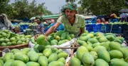 বাজারে ভালো আম চেনার ৩টি সহজ উপায়