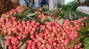 লিচুর মৌসুমে গুরুদাসপুরে কোটি টাকার লেনদেন, নানা ঘটনায় আলোচিত