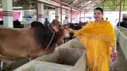 লিচু মৌসুমে গুরুদাসপুরের চিত্র বদল, কোটি টাকার লেনদেন