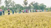 তপ্ত ধোঁয়ায় ঝলসে গেছে ধানক্ষেত, ক্ষতিপূরণের দাবিতে কৃষকের মানববন্ধন