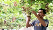 সৌখিন উদ্যোক্তা পারভেজের ‘বাইকুনুর আঙ্গুর’ চাষে সফলতা
