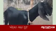 গর্ভধারণ ছাড়াই দুধ দিচ্ছে ৪ মাসের ছাগলের বাচ্চা