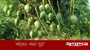 নওগাঁয় ২২ মে থেকে আম সংগ্রহ শুরু, ৩ হাজার কোটি টাকার বাণিজ্যের সম্ভাবনা