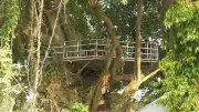 শতবর্ষী বটগাছে রেস্তোরাঁ: পাখির কিচিরমিচির হারিয়ে গেছে মানুষের ভিড়ে