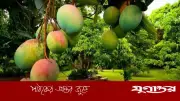 প্রাকৃতিক ও রাসায়নিক পাকা আম চেনার সহজ উপায়