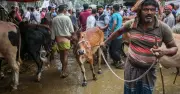 ঢাকায় কোরবানির জন্য গরু প্রস্তুত, দাম বাড়ার আশঙ্কা
