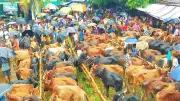 ঈদুল আজহায় রাজধানীতে ২৭ পশুর হাট, সাজেকে সড়ক অবরোধ