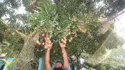 বগুড়ায় লিচুর মৌসুম শুরু, বাজারে দাম ভালো