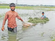 হাওরের বোরো ধান তলিয়ে যাওয়া: কৃষকের বুকফাটা কান্না ও টেকসই সমাধানের অভাব