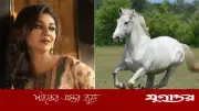 ঘোড়ার মাংস বাণিজ্য নিষিদ্ধে হাইকোর্টে জয়া আহসানের রিট