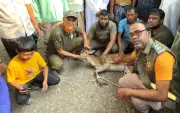 বরগুনায় লোকালয় থেকে হরিণ উদ্ধার, সুন্দরবনে অবমুক্ত