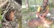 বরগুনায় বাড়িতে হরিণ ঢুকে পড়ায় চাঞ্চল্য, উদ্ধার করে বন বিভাগ