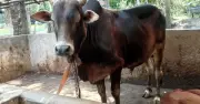 খুলনায় কোরবানির পশুর উদ্বৃত্ত ৩.৬৭ লাখ, দাম সহনীয় থাকার আশা