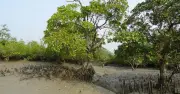 কার্বন ক্রেডিট থেকে বার্ষিক ১ বিলিয়ন ডলার আয়ের লক্ষ্য নিয়ে বিতর্ক
