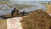 হাওরে আধপচা ধান কাটার চেষ্টা, কৃষকের দুর্ভোগ চরমে