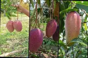 ঢাকায় মেট্রোরেলের নতুন সময়সূচী কার্যকর
