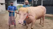 নারায়ণগঞ্জে গোলাপি মহিষ ‘ডোনাল্ড ট্রাম্প’, দেখতে ভিড়