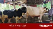 ভোলার কালাচান ও সাদাচান: কুরবানির হাটে আপেল-কমলা খাওয়া গরু