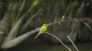 সুইচোরা পাখি থেকে নার্স দিবস: একঝলকে বাংলাদেশের নানা দৃশ্য