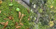 সিঙ্গাপুরে রাস্তার আম কুড়ালে ৫ লাখ টাকা জরিমানা