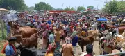 সাঁথিয়ার করমজা হাটে বেড়েছে গরুর আমদানি, বাড়তি দামের আশায় খামারিরা