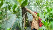 সুন্দরবনের মৌয়ালদের জীবন ও প্রযুক্তির সহায়তা