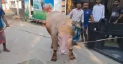 গোলাপি মহিষ ‘ডোনাল্ড ট্রাম্প’ নারায়ণগঞ্জে সবার নজর কাড়ছে