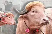 বাংলাদেশের নতুন ভিডিও কন্টেন্ট নিয়ে আলোচনা