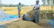 জামালপুরে বোরোর বাম্পার ফলনেও কৃষকের লোকসান: মণ ৮০০ টাকা, মজুরি ১২০০