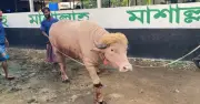 নারায়ণগঞ্জে ট্রাম্পের নামে মহিষ: দেখতে ভিড়, বিক্রি ৩ লাখ ৮৫ হাজার টাকায়