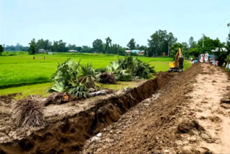 সিরাজগঞ্জে সড়ক সংস্কারের নামে ২০টি তালগাছ উপড়ে ফেলার অভিযোগ