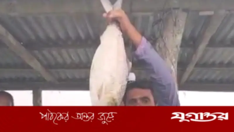 ভোলায় ২ কেজি ৬০০ গ্রামের রাজা ইলিশ ১১ হাজার ৬০০ টাকায় বিক্রি