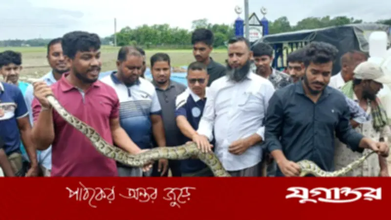 খাগড়াছড়িতে ৮ ফুট লম্বা বার্মিজ অজগর উদ্ধার