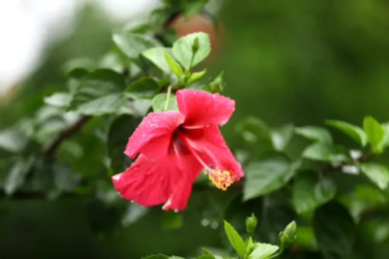 একঝলকে দেশজুড়ে নানা দৃশ্য: মোটরসাইকেল বিকল থেকে বৃষ্টি-ভেজা মানুষ