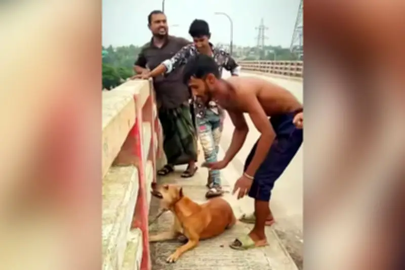 নরসিংদীতে কুকুরের গলায় ইট বেঁধে নদীতে ফেলার ঘটনায় আরও এক নারী গ্রেপ্তার
