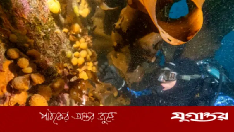 অ্যান্টার্কটিক সমুদ্রপ্রাণীর টক্সিনে মেলানোমা চিকিৎসার সম্ভাবনা