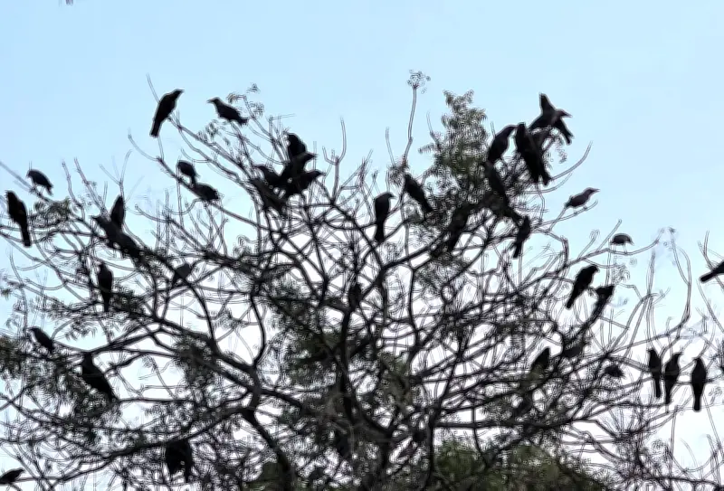 মানিকগঞ্জের আন্ধারমানিক গ্রামে সন্ধ্যা নামে কাকের ডাকে