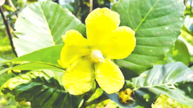 বাকৃবির বোটানিক্যাল গার্ডেনে ফোটা নতুন চালতা ফুলের সৌন্দর্য
