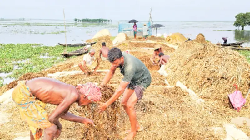 পানির নিচে পচা ধান তুলছেন কৃষক, কষ্টে কাটছে ঈদ