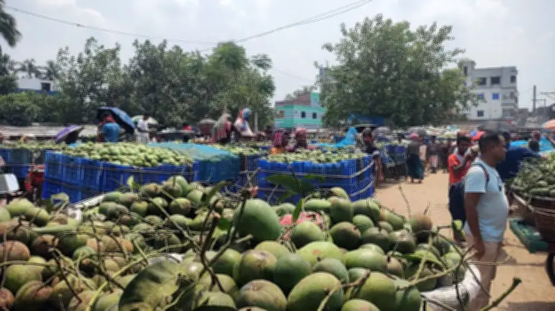 চাঁপাইনবাবগঞ্জে কানসাট আমের বাজারে আম উঠতে শুরু, দাম নিয়ে চাষিদের হতাশা
